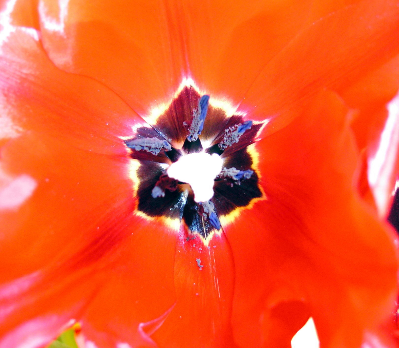 tulip.jpeg