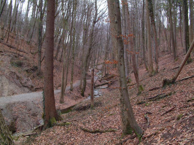 elephant_brook