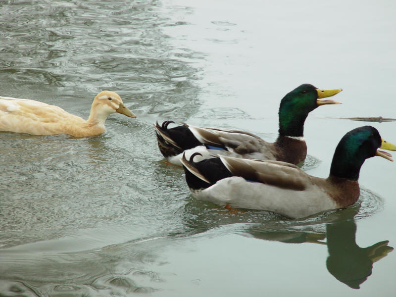 The Ugly Duckling by Nee