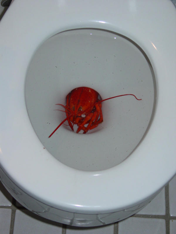 Lobster Pot