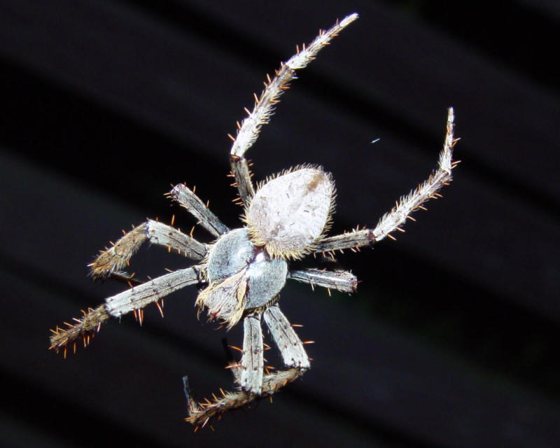 <p align=center><b>Web Dweller</b><br><i><font size=1>by </font >youwish</i></font></p>