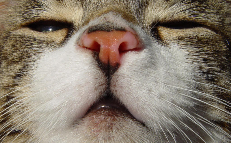 Kitty Glint