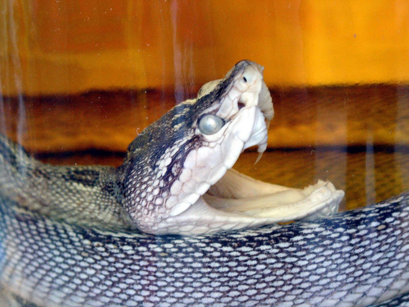 Alcoholic Reptile