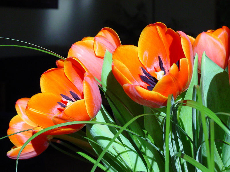 <p align=right><b>Never say Netherlands</b><br><i><font size=1> photographed by </font >PLR</i></font></p>
