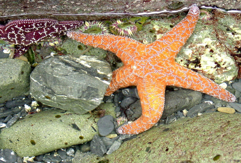Tidepool