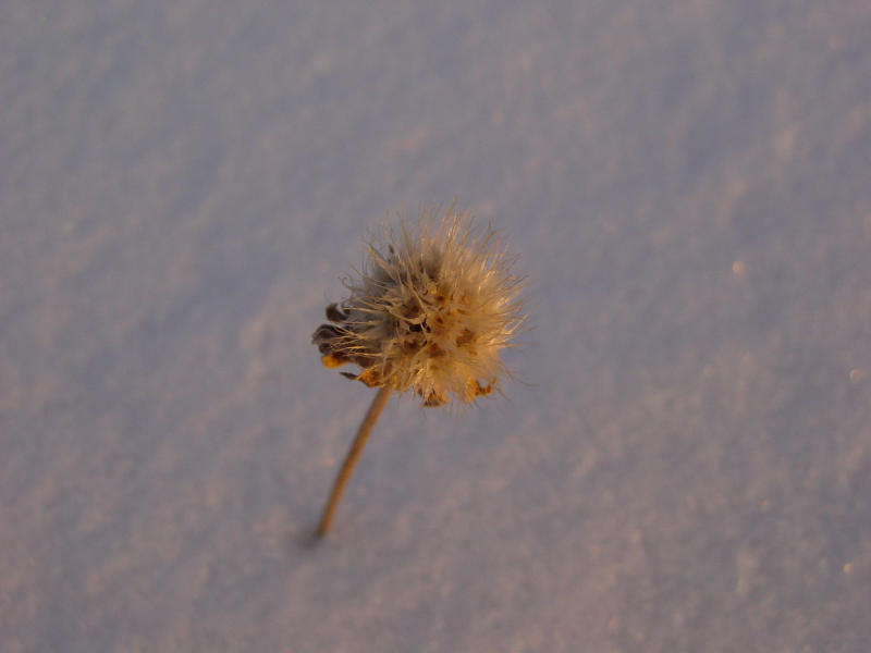 Snow Thistle at Sunset