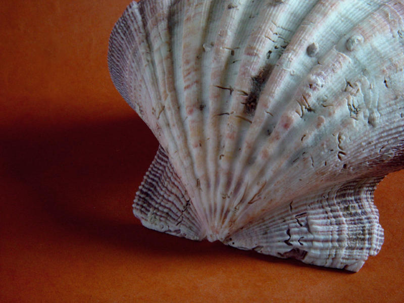 Scallop Shell by Dee Golden
