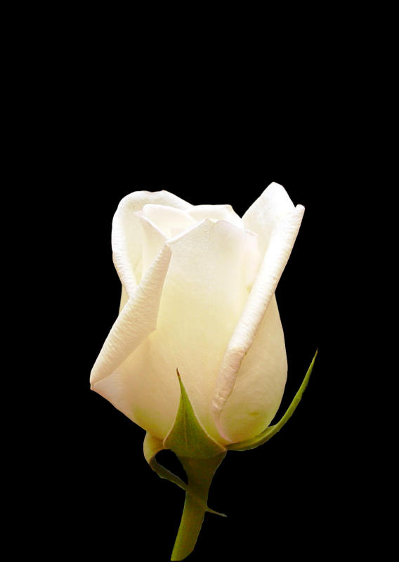 <b>7th Place</b><br>A rose is a rose