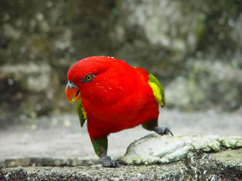 <B>Birds Dignity</B><BR><FONT SIZE=1>by BM Man</FONT><BR>