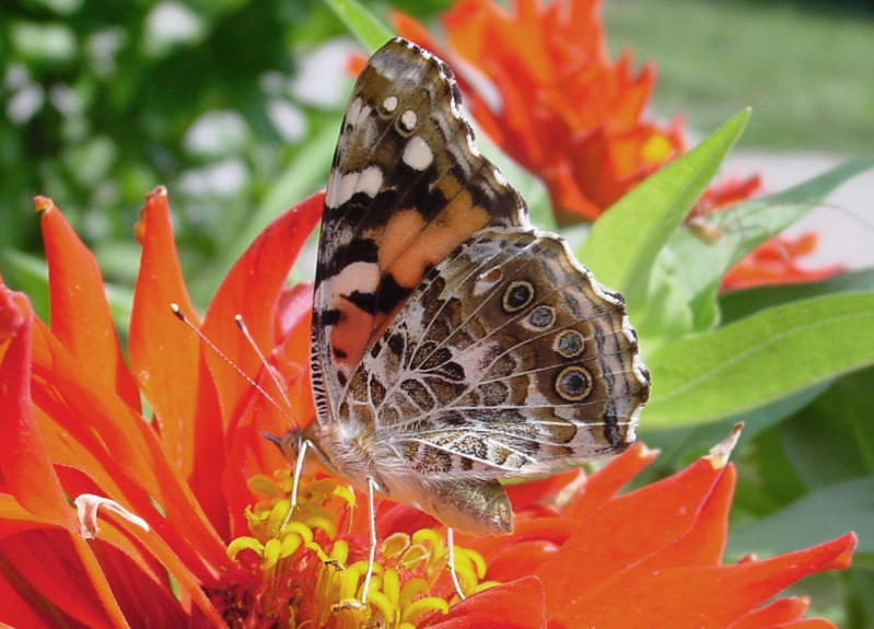 Butterfly Pose