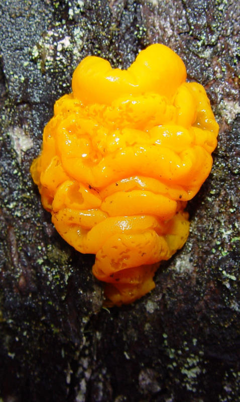 Fungus Humongous Among Us, By Scutellata