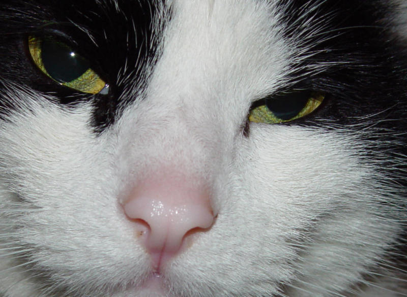Wet White Nose<BR><i><b><FONT SIZE=1>Hedgehog</FONT></i></b><BR>