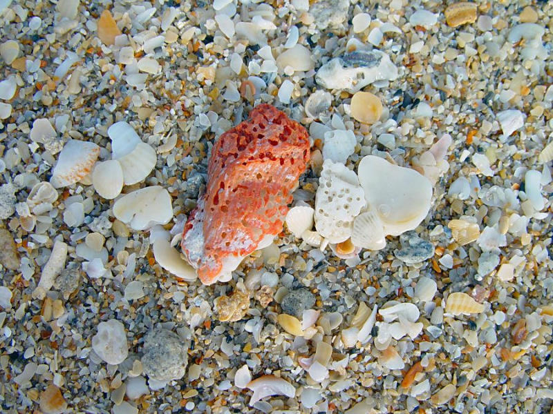 Shells  by MikeyH