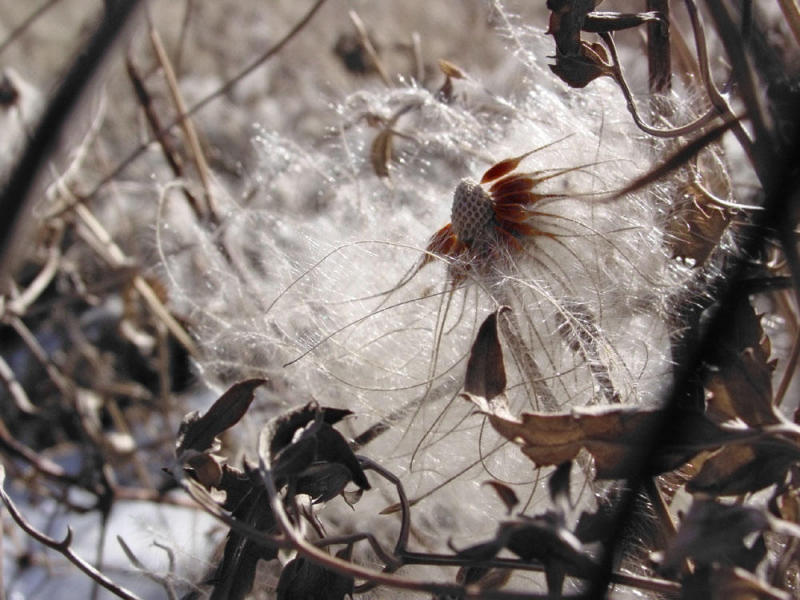 Waiting For Spring