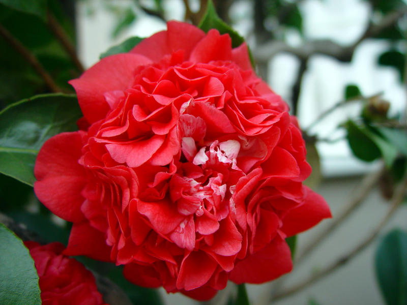  Another Red Flower...
