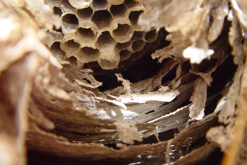 Bee Hive Innerds  by Dragonfly