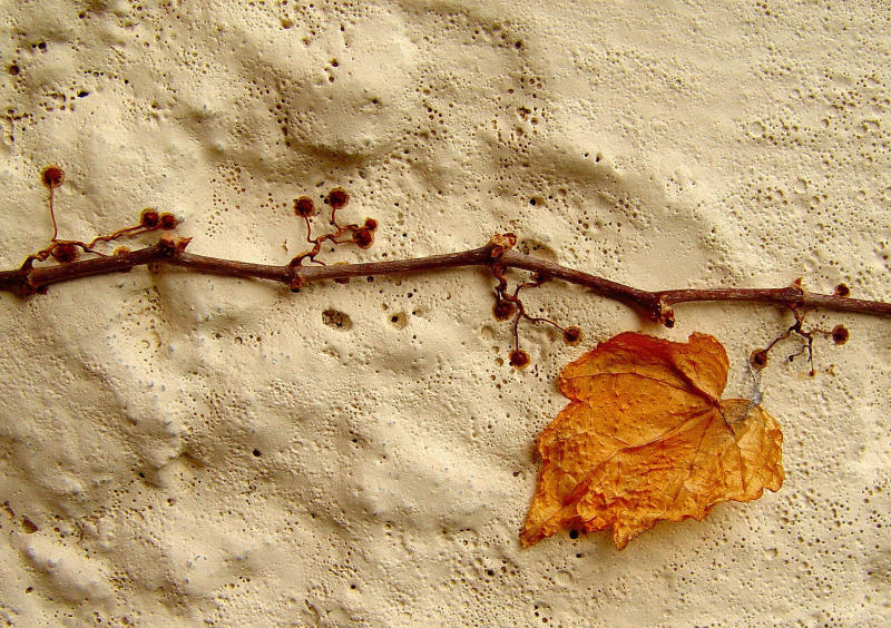 <p align=right><b>6th Place<br>Baby Vine On Stucco</b><br><i><font size=1> photographed by </font >Shutter</i></font></p>