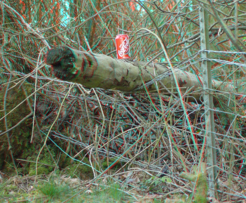 Lump on a Log: by Scutellata