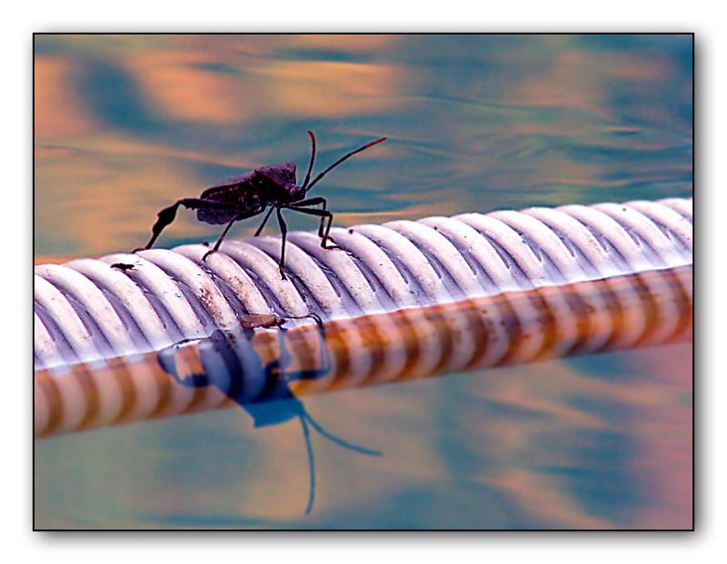 Closing the Pool: Vacuuming  by Roberta
