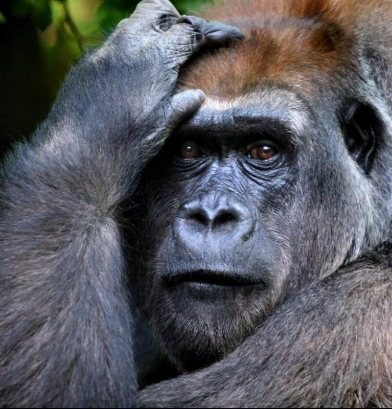 gorilla<br>by Troy Gorodess