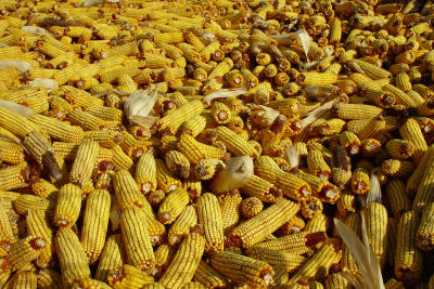 Corn by Winston Smith
