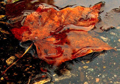 Fallen From Reflection photographed by Shutter