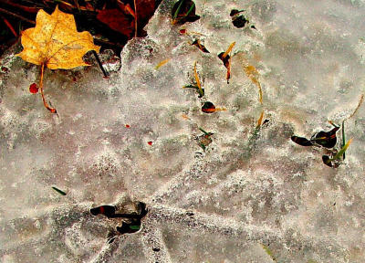 Ice Pattern photographed by Shutter