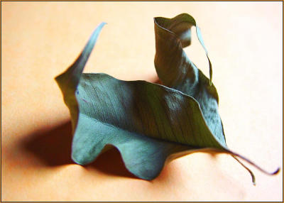 About Leaves