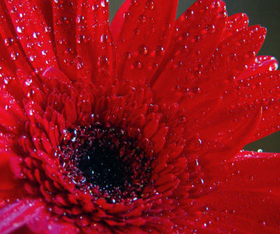 Gerbera Daisy