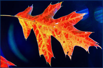 YAL (Yet Another Leaf)