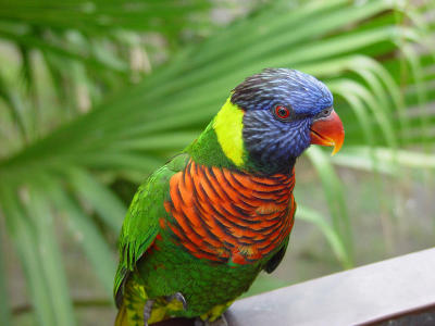 Blue-fronted Rainbow Lorikeet