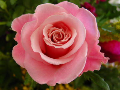A Rose by any other name.....