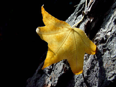 autumn leaf