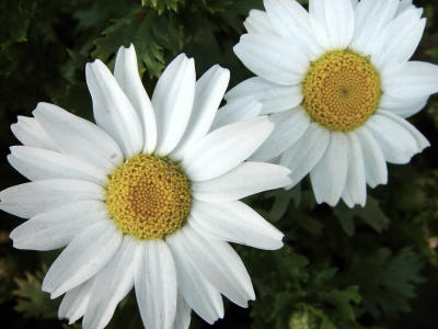 Twin Daisies by Nee