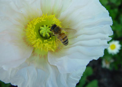 Busy Bee by Nee