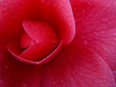 Camelia Closeup by Nee