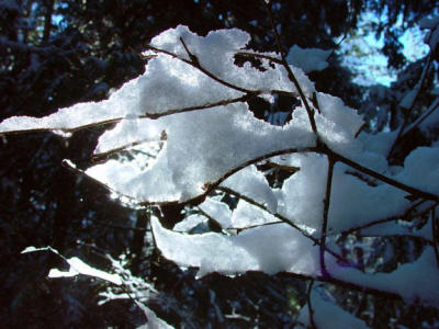 Backlit branch with snow
