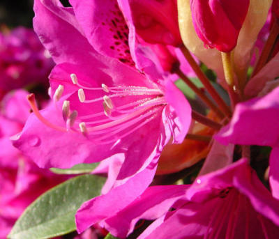 Rhodadendron