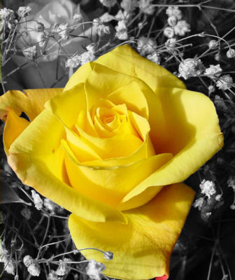 Spot of Color