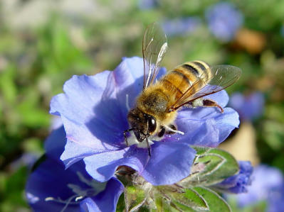 bee2.jpg