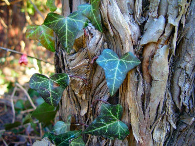 Ivy  by MikeyH