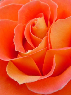 Rose  by sdommin