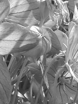 Morning Glories Light & Shadow