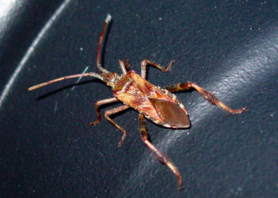 A Bug's A$$Loren Charif