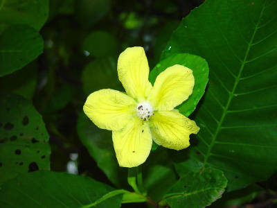 Yellow Flower