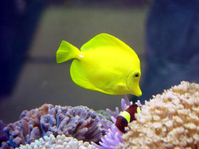 Yellow Fish
