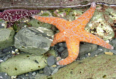 Tidepool