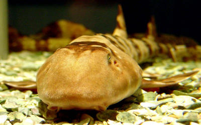 Honest, I'm NOT Charlie Tuna