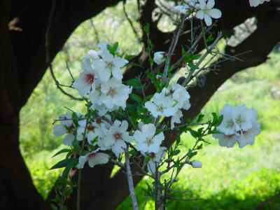 The almond tree blossom