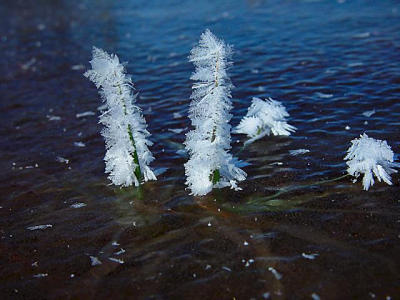 Nature's Own Miniature Ice Trees by Lisa Young